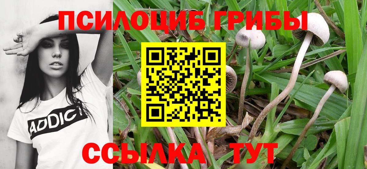 Мегион  Галлюциногенные грибы Psilocybine cubensis  Вход с VPN 